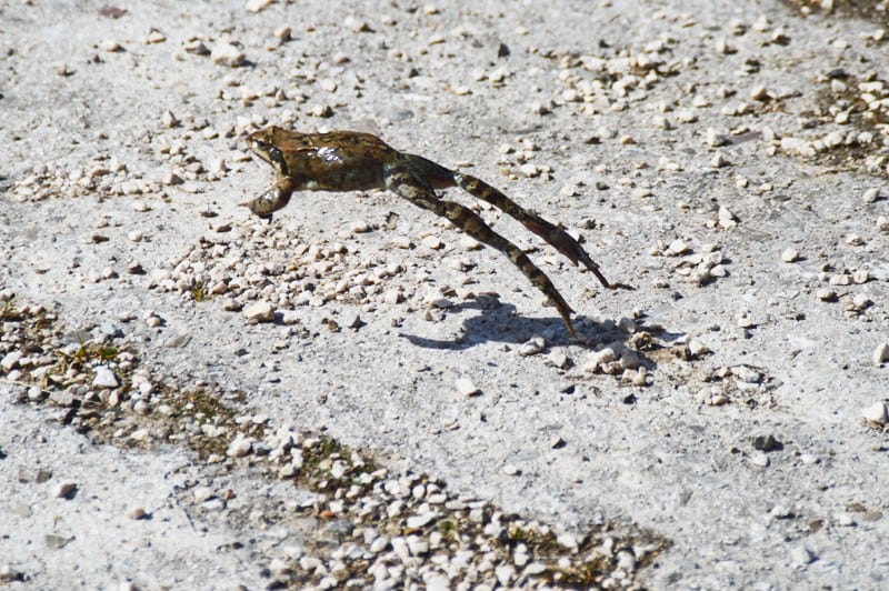 frosch