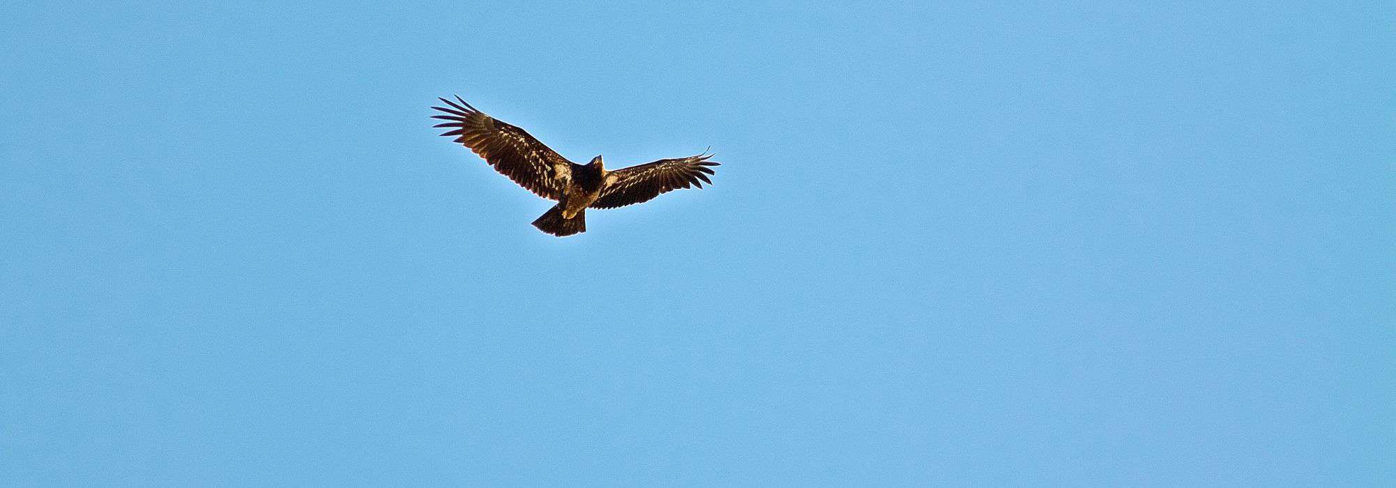 fly-high-strategiewoche-webseite